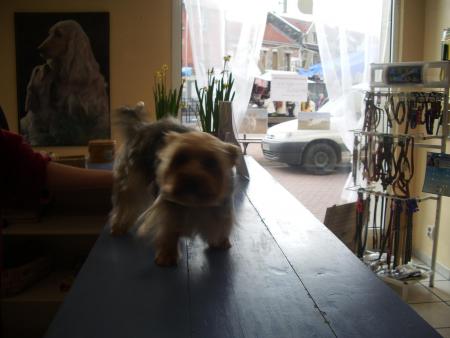 un chien content et bien dans ces poils